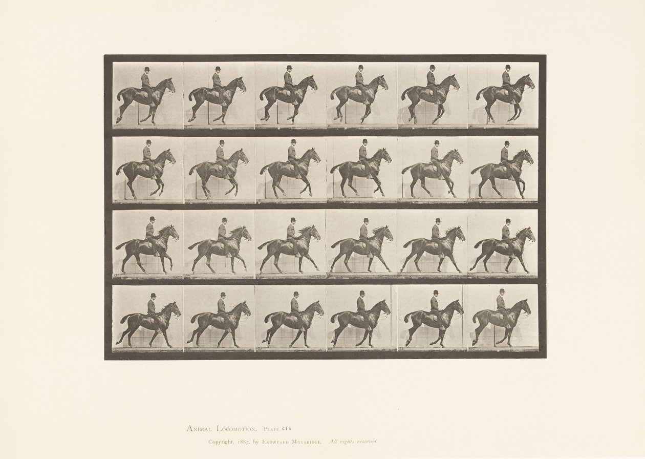 Tavola 616. Trotto; Sella; Cavallo Baio Daisy da Eadweard Muybridge