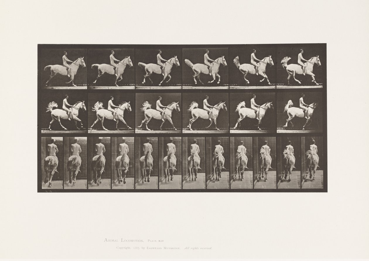 Tavola 622. Galoppo; Sella; Cavaliere, 43, Nudo; cavallo grigio Smith, 1885 da Eadweard Muybridge