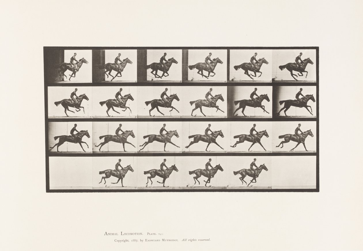 Tavola 625. Galoppo; Cavallo Purosangue Baio Bouquet da Eadweard Muybridge