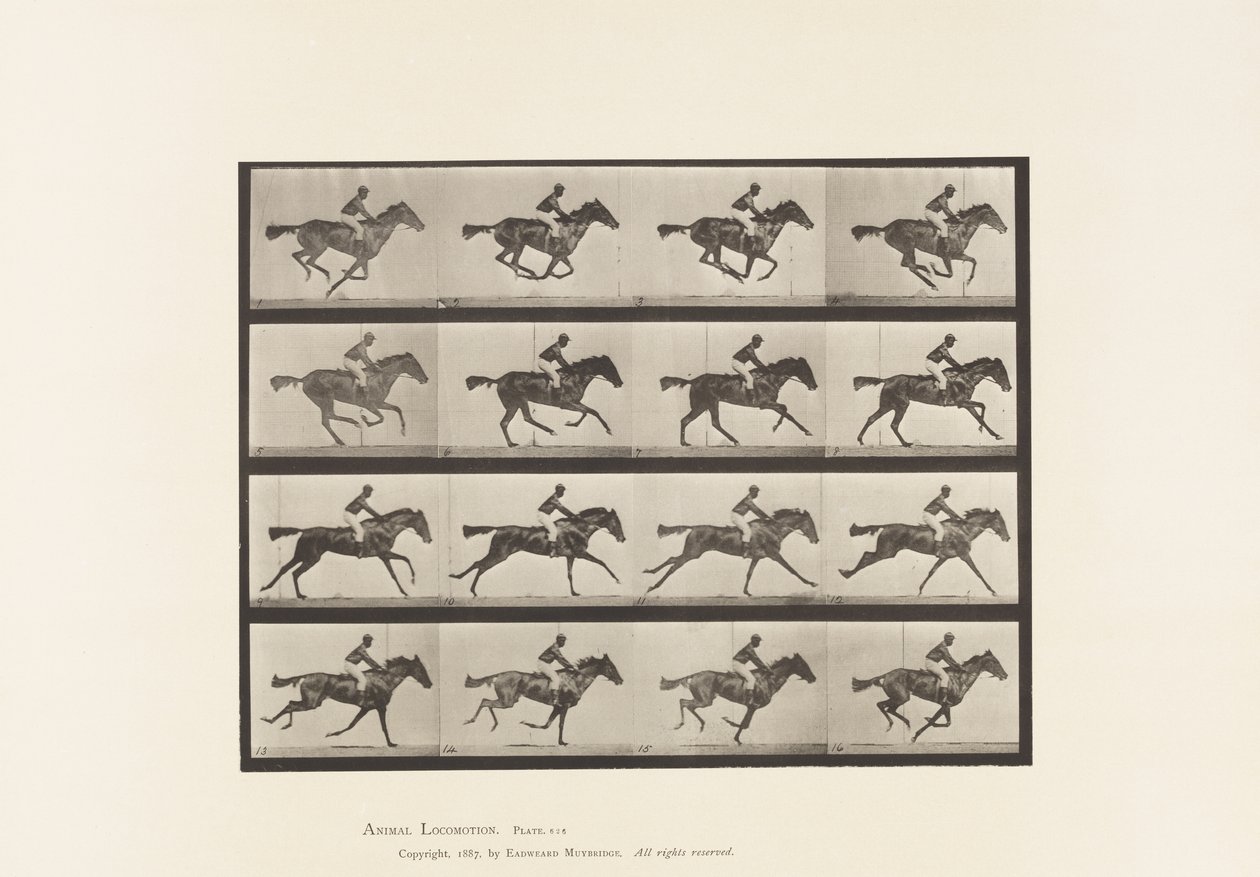 Tavola 626. Galoppo; Cavalla Purosangue Baia Annie G. da Eadweard Muybridge