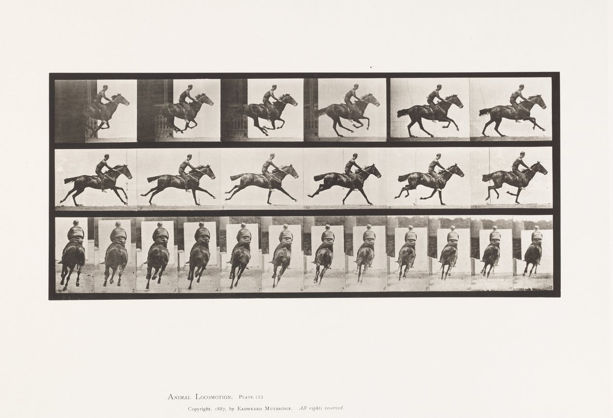 Galoppo; Sella; Cavallo baio purosangue Bouquet da Eadweard Muybridge