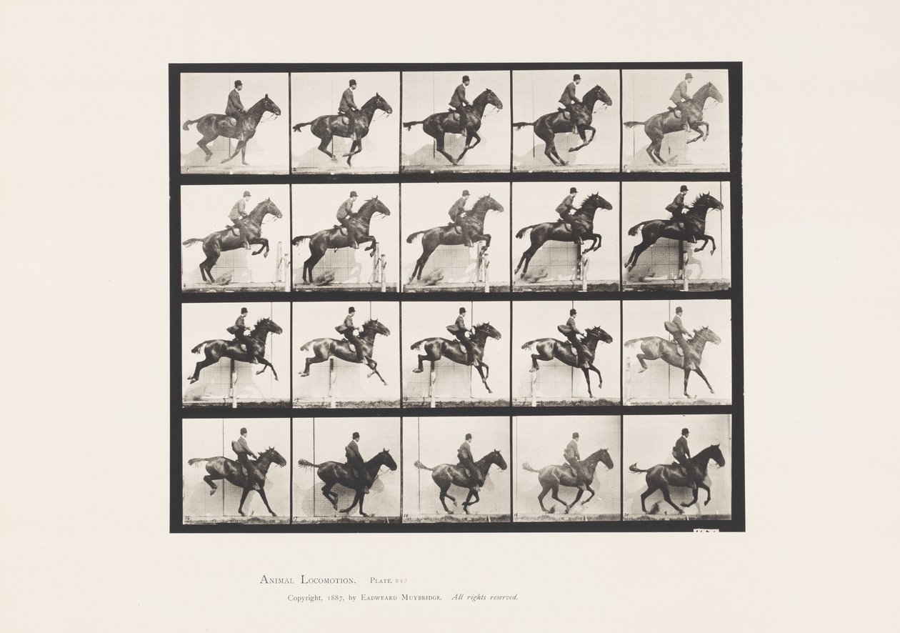 Tavola 640. Saltando un ostacolo; Sella; Cavallo Baio Daisy da Eadweard Muybridge