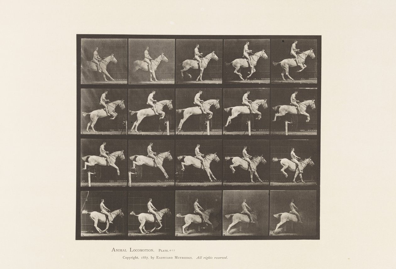 Tavola 642. Salto di un ostacolo; Sella; Cavaliere, 105, Nudo; giumenta grigia, 1885 da Eadweard Muybridge