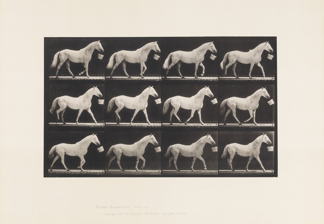 Tavola 650. Camminando con un Secchio in Bocca; Cavallo Grigio Chiaro da Eadweard Muybridge