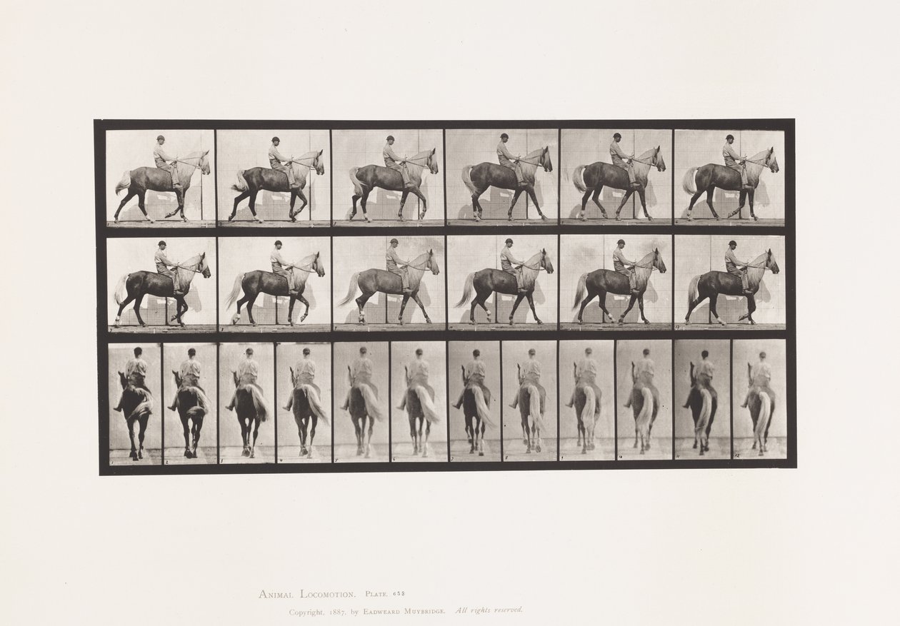 Tavola 653. Camminata; Sella; Zoppo, Zampa Anteriore Destra; Cavallo-Buckskin da Eadweard Muybridge