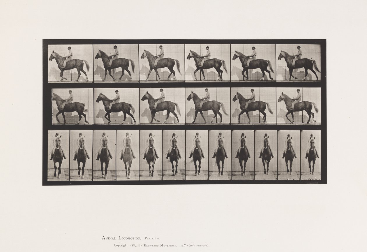 Piastra 654. Camminando; Sella; Zoppo, Zampa Anteriore Destra; Cavallo-Buckskin da Eadweard Muybridge