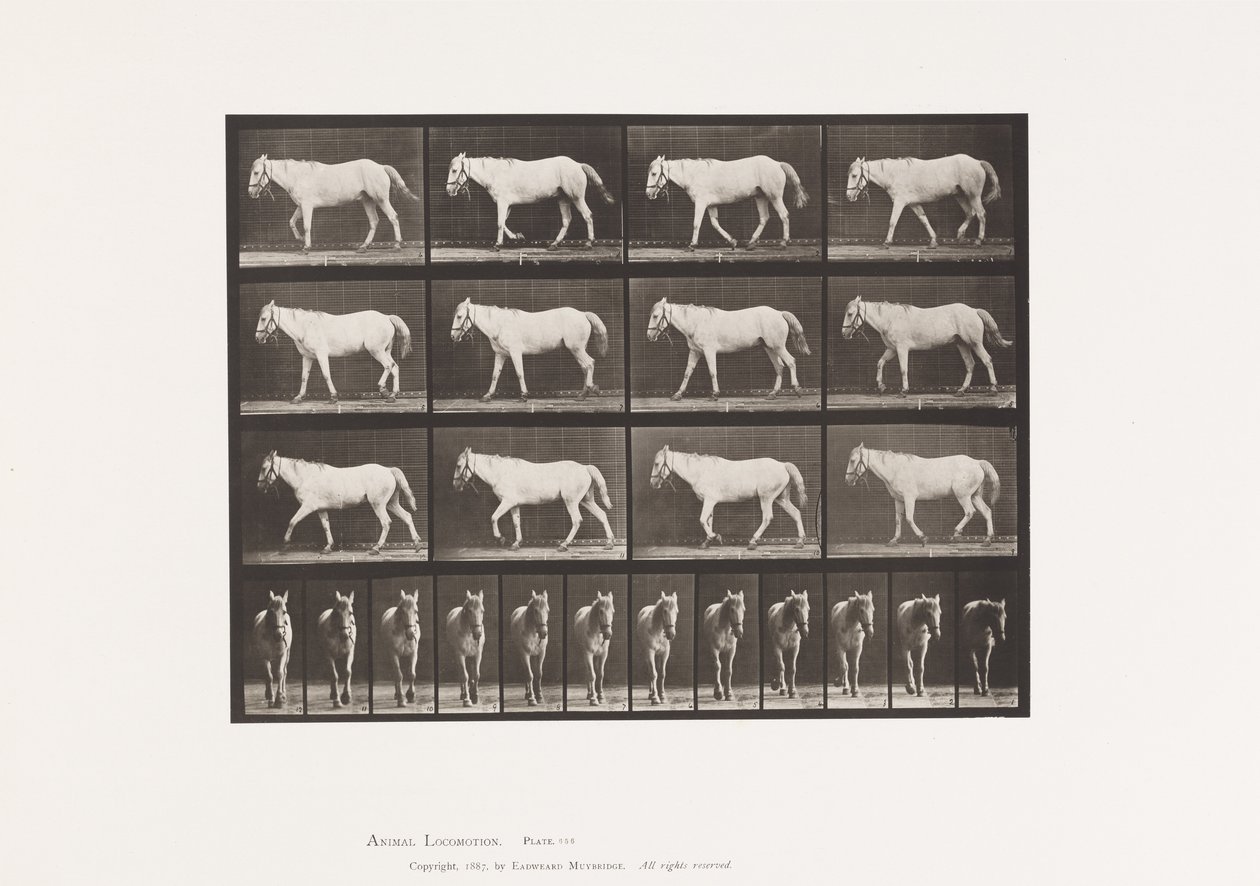 Piastra 656. Camminare; Libero; Ossificazione della cartilagine da Eadweard Muybridge