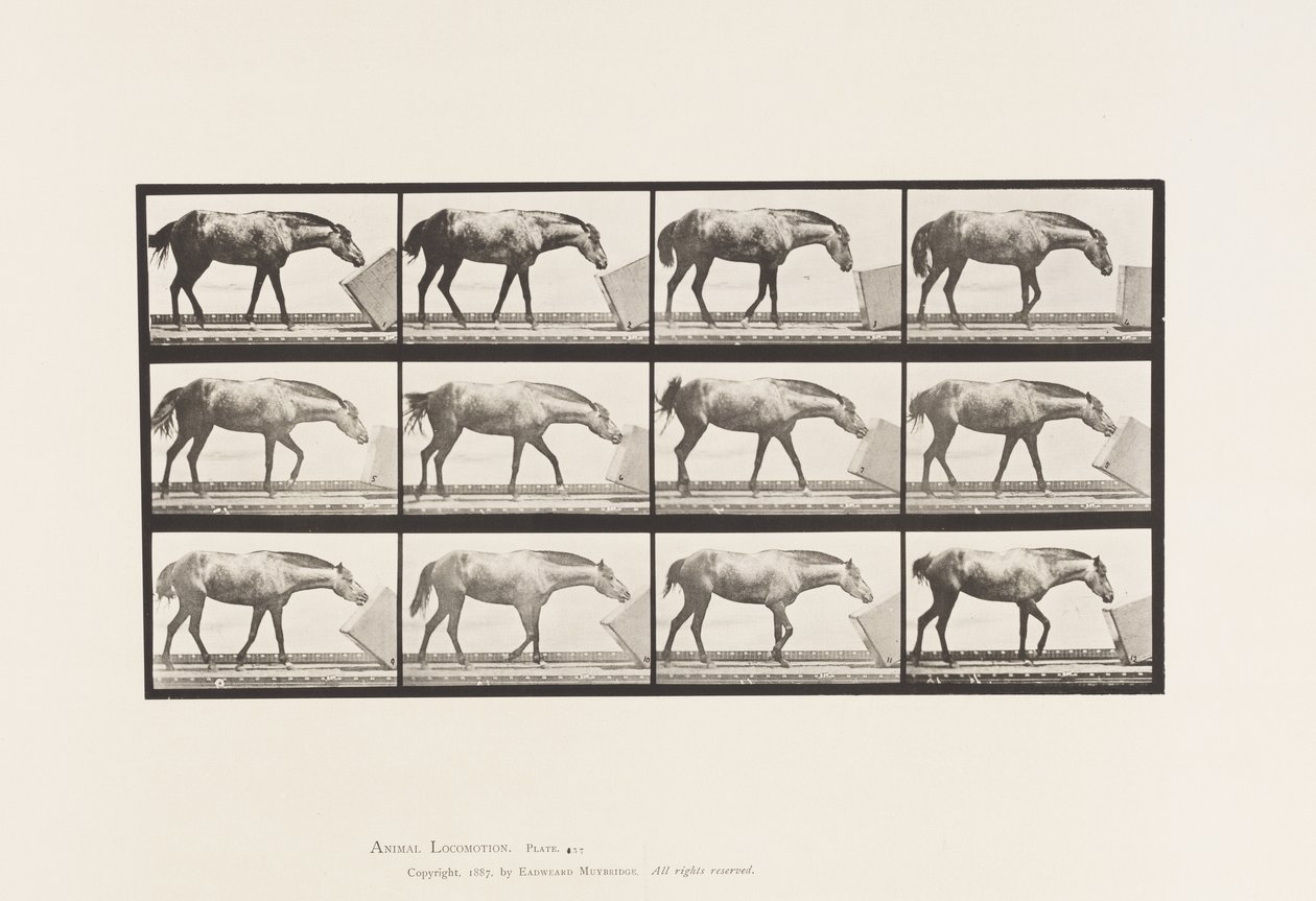 Piastra 657. Rotolamento di una scatola; Pony, Lotta da Eadweard Muybridge