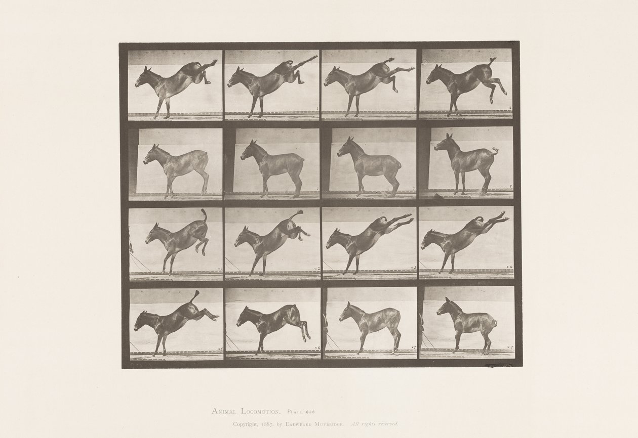 Tavola 658. Mulo; A, scalciando; B, scalciando Ruth da Eadweard Muybridge