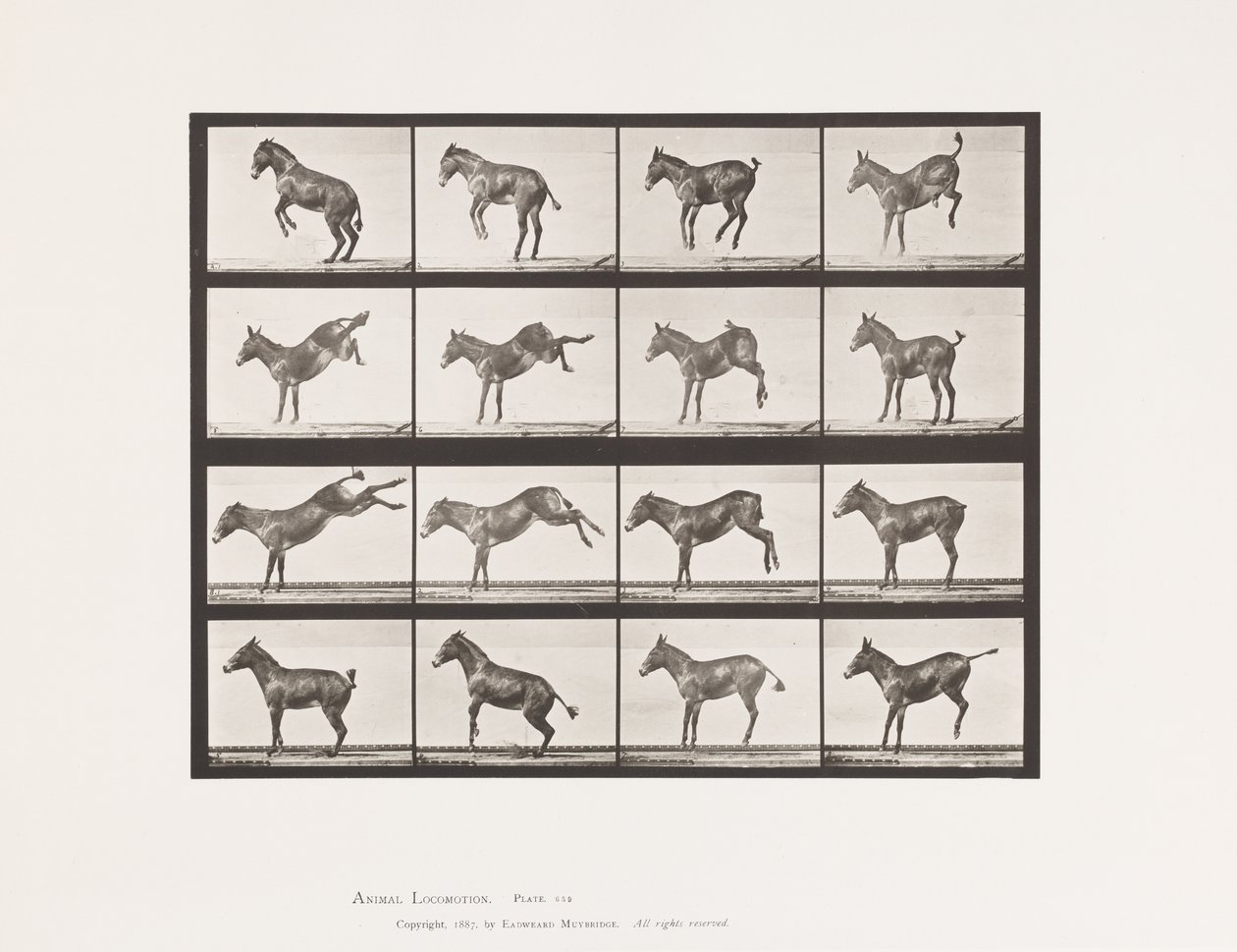 Tavola 659. Mulo; A, B, Impennata e Calci; Ruth da Eadweard Muybridge