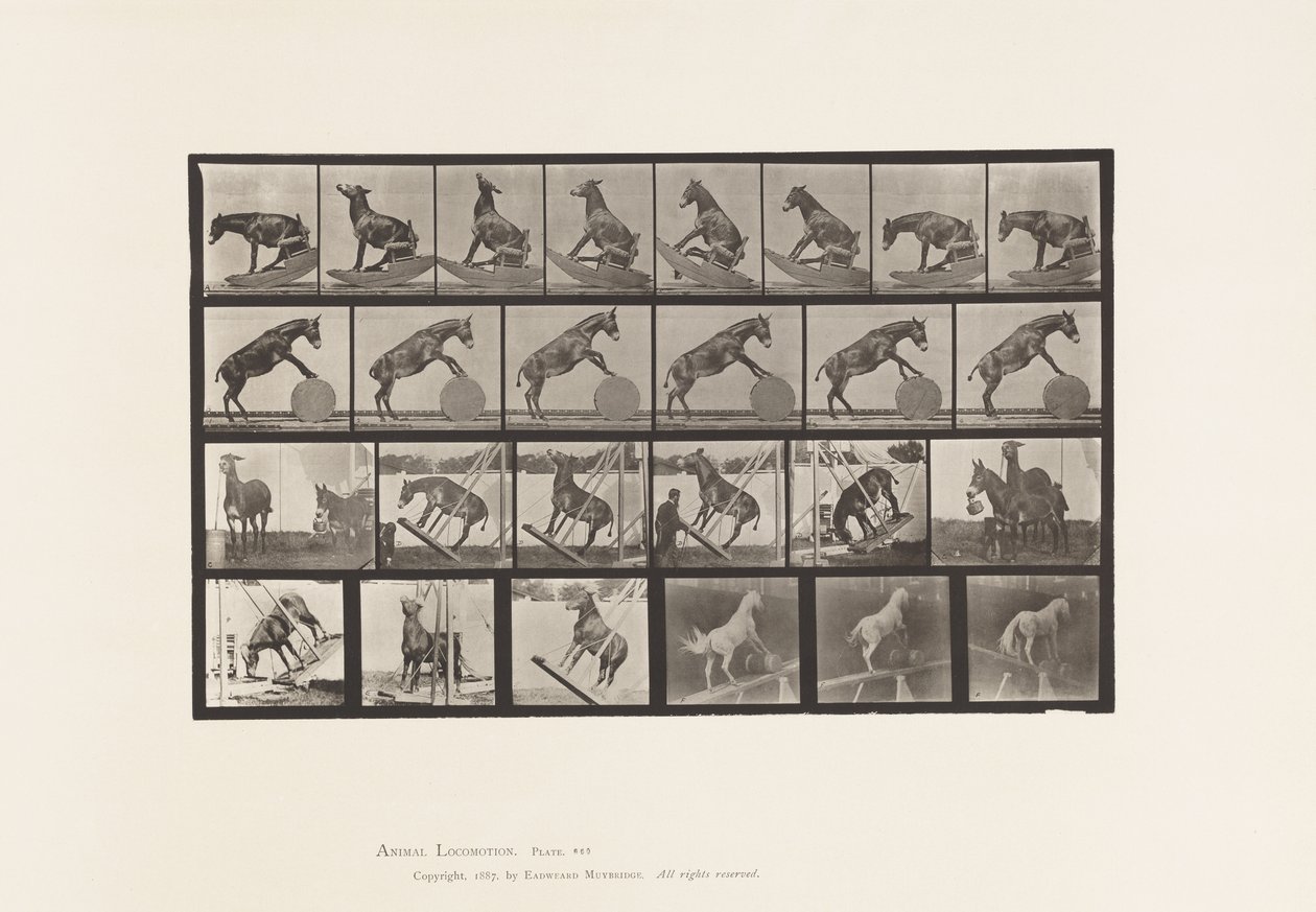 Tavola 660. Mulo; Performance Varie Denver da Eadweard Muybridge