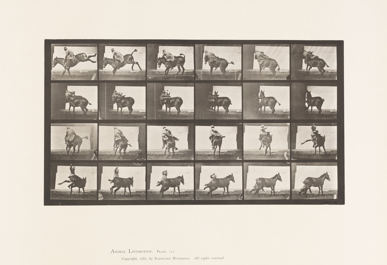 Tavola 661. Mulo; A, B, Un Animale Refrattario Ruth da Eadweard Muybridge