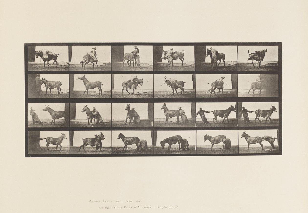 Piastra 662. Mulo; A, B, Un Animale Refrattario Denver da Eadweard Muybridge