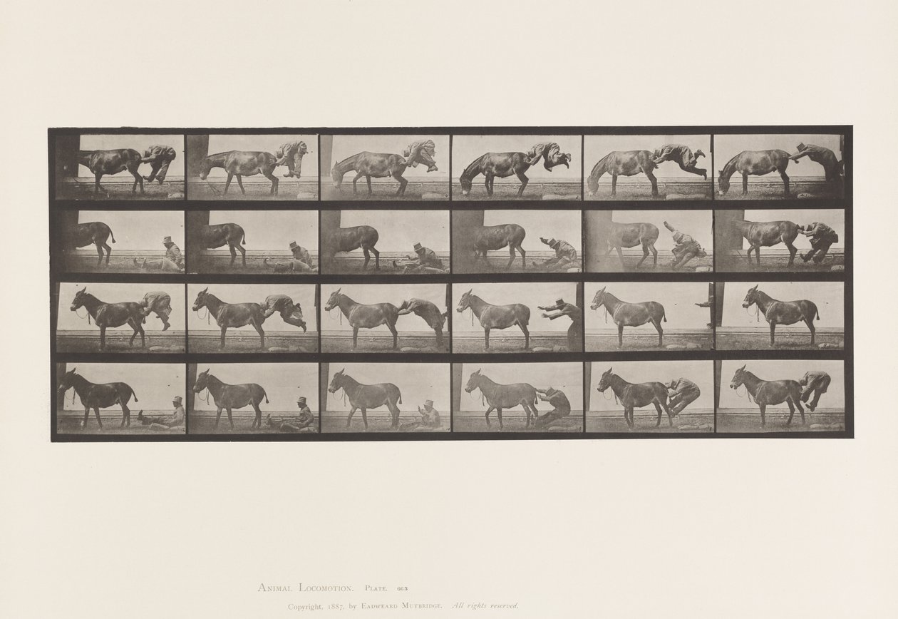 Tavola 663. Mulo; A, B, Un Animale Refrattario Denver da Eadweard Muybridge