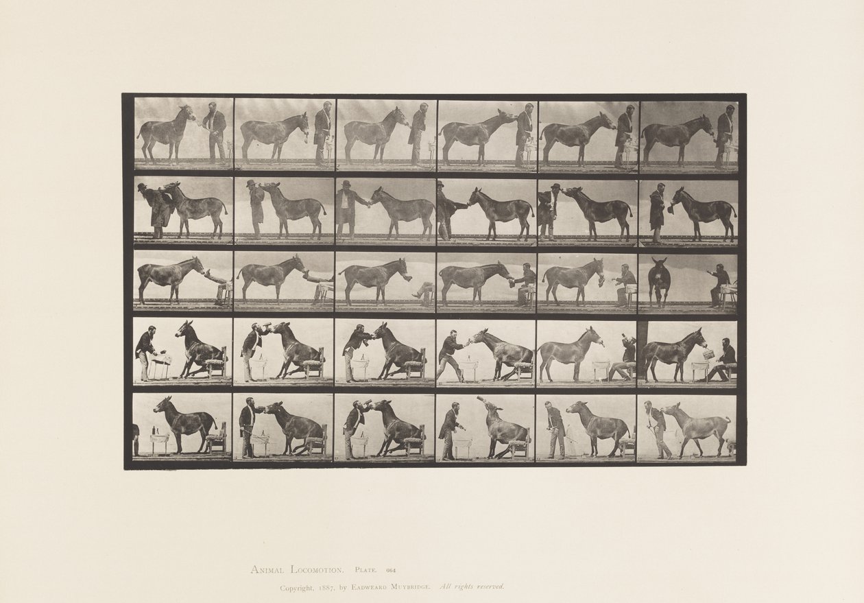 Tavola 664. Mulo; Varie Performance; a un Tavolo, ecc. da Eadweard Muybridge