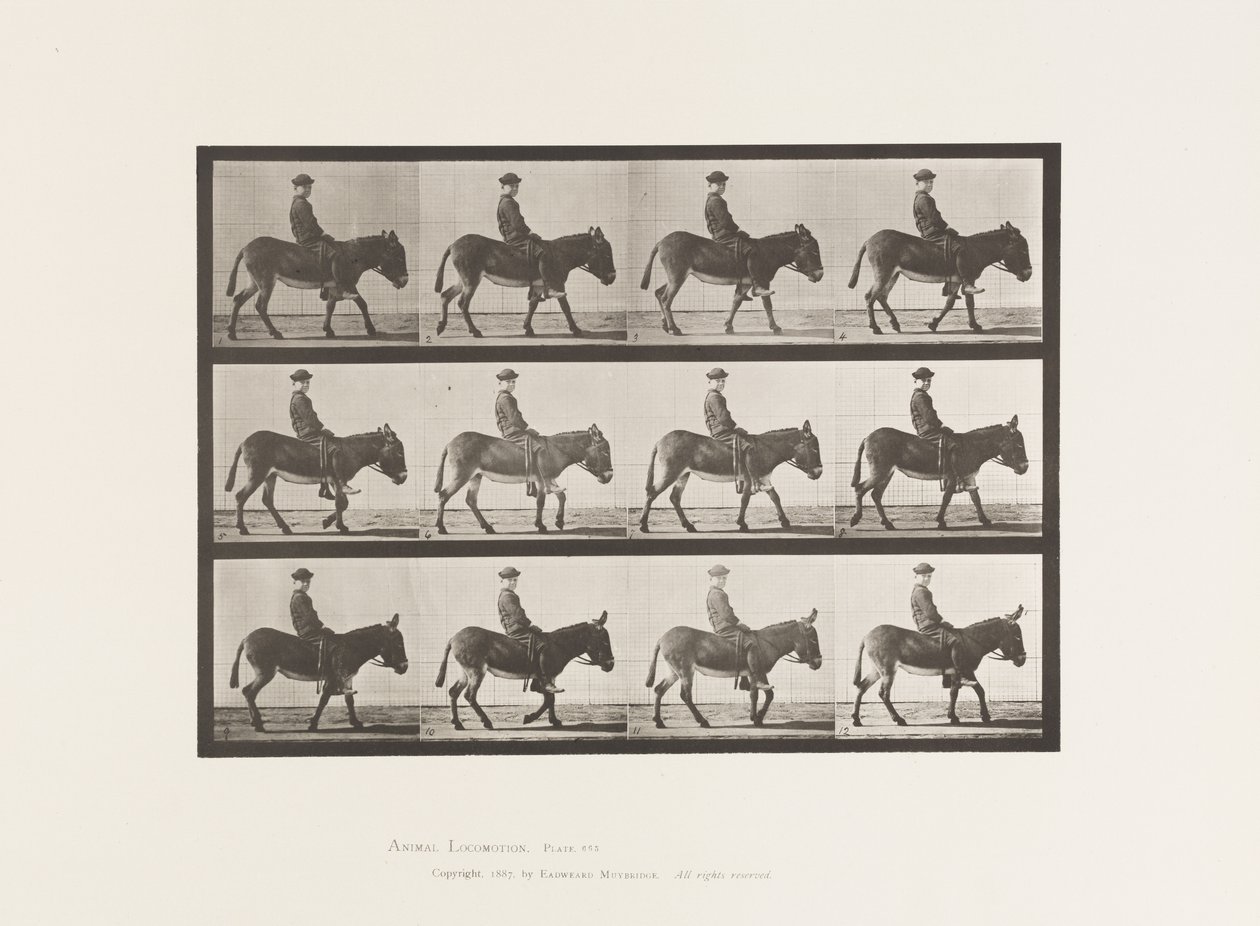 Piastra 665. Asino; camminando; senza sella; un ragazzo che cavalca, Jennie da Eadweard Muybridge