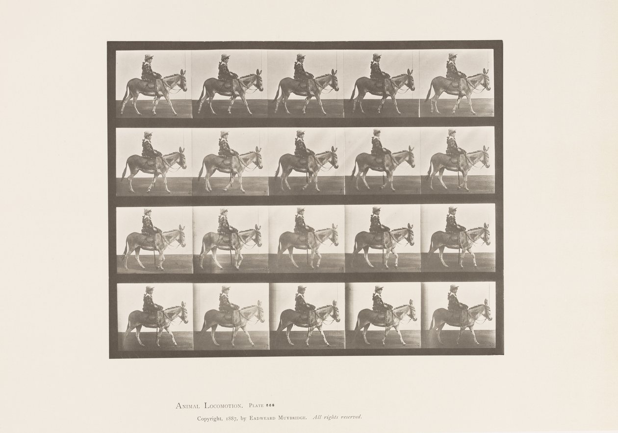 Tavola 666. Asino; Camminando; Sella; Una Ragazza a Cavallo, Zoo da Eadweard Muybridge