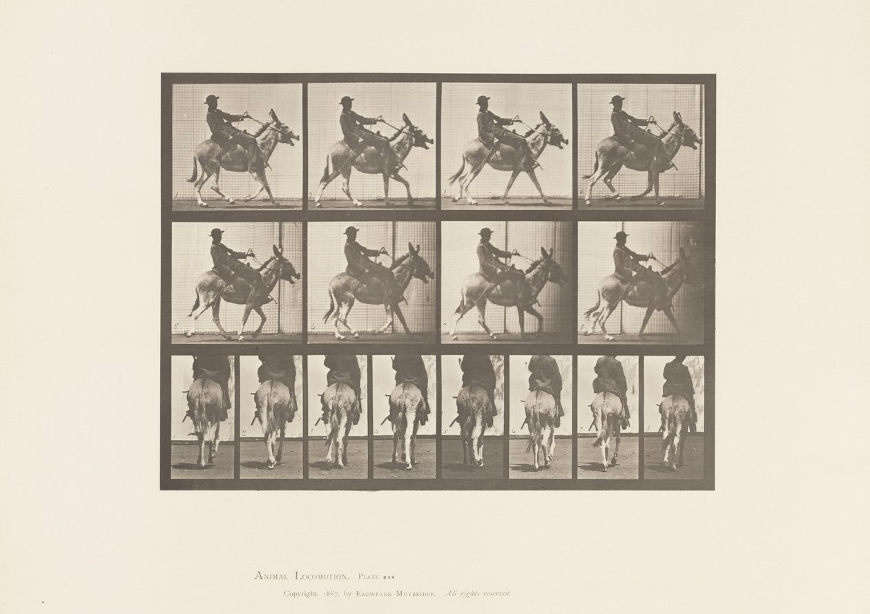 Tavola 668. Asino; Andatura; Sella; Un Ragazzo a Cavallo, Zoo da Eadweard Muybridge