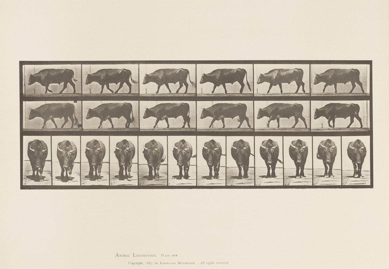 Piastra 670. Bue; Camminando da Eadweard Muybridge