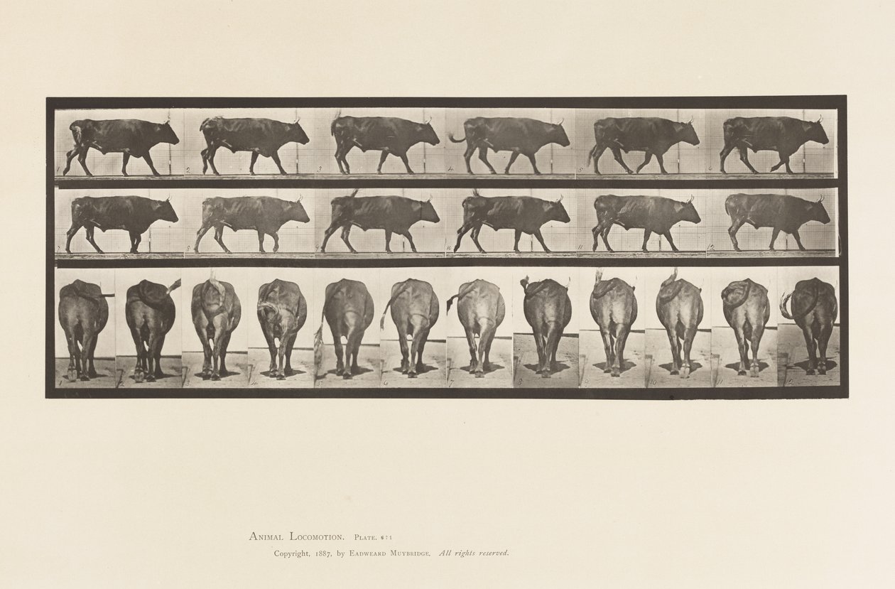 Piastra 671. Bue; Camminando da Eadweard Muybridge