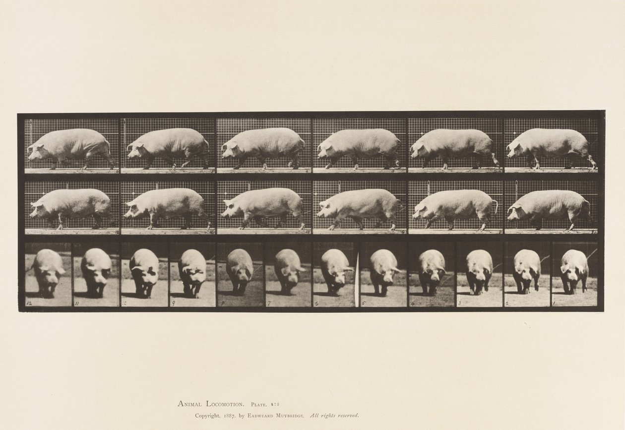 Piastra 673. Scrofa; camminando da Eadweard Muybridge
