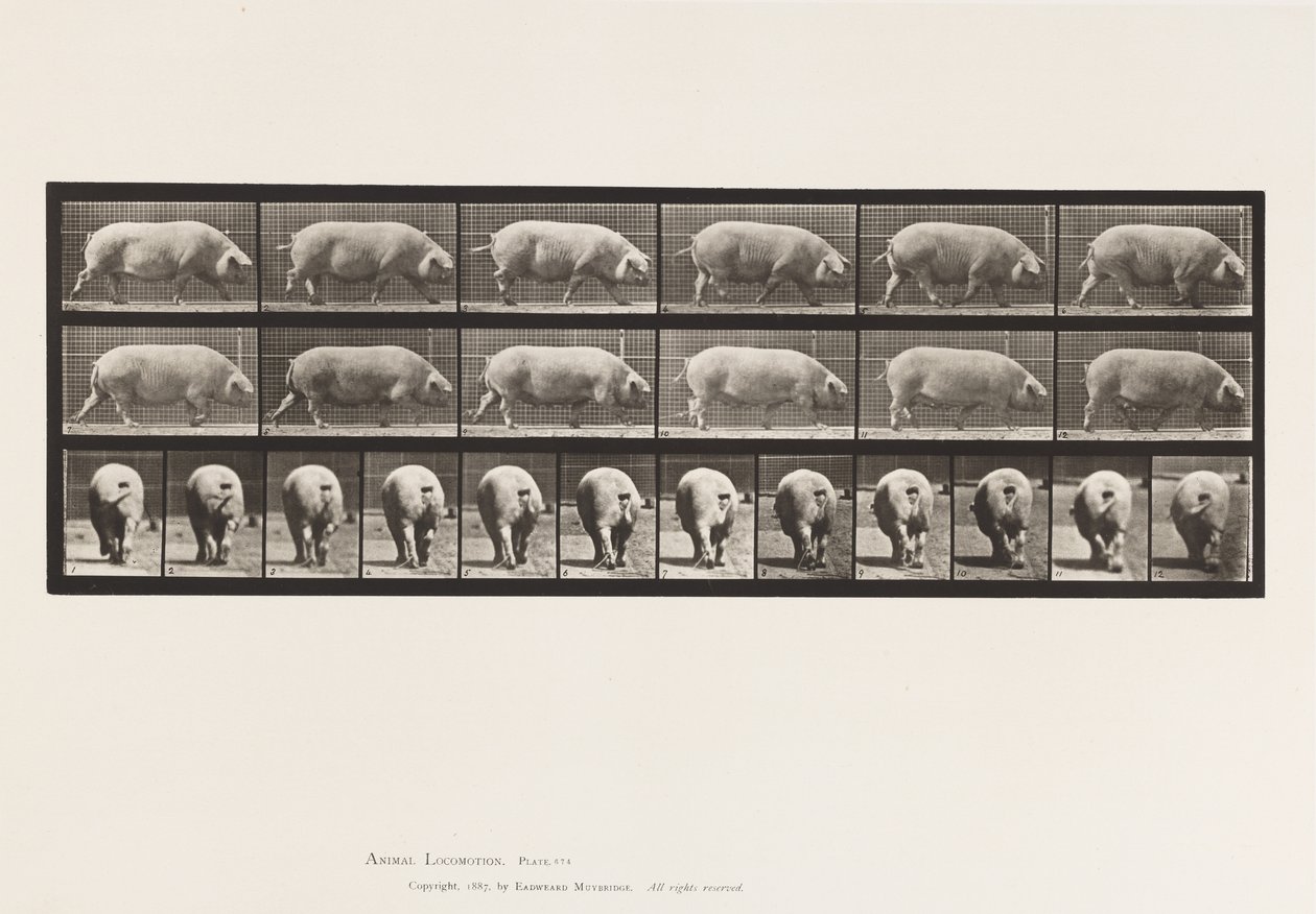 Piastra 674. Scrofa; camminando da Eadweard Muybridge