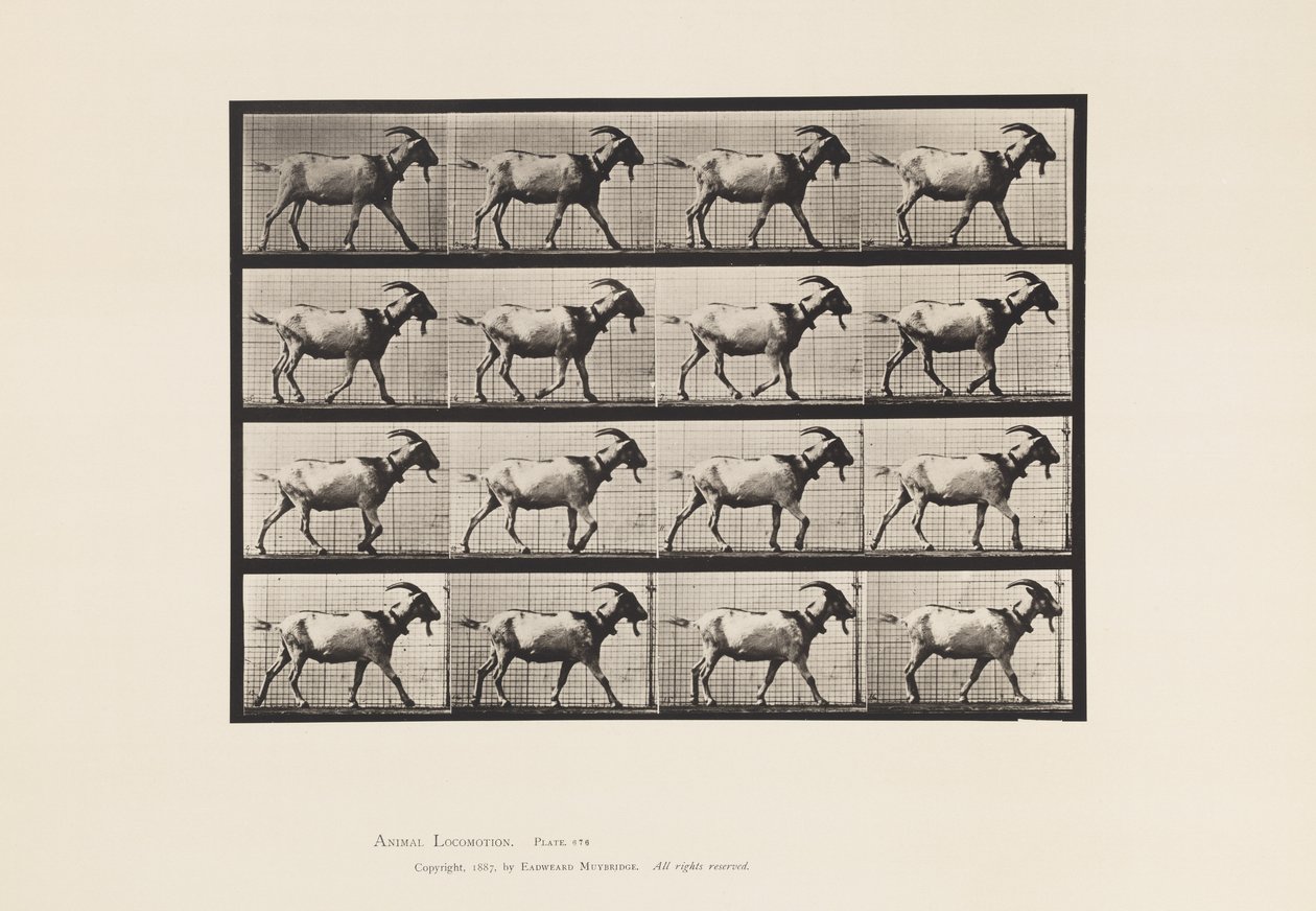 Piastra 676. Capra; camminando da Eadweard Muybridge