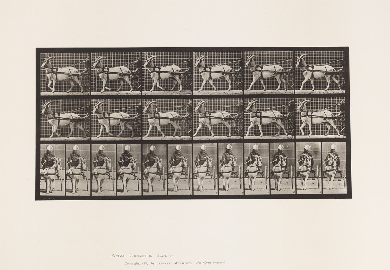 Tavola 677. Capra; Camminando in Sulky da Eadweard Muybridge