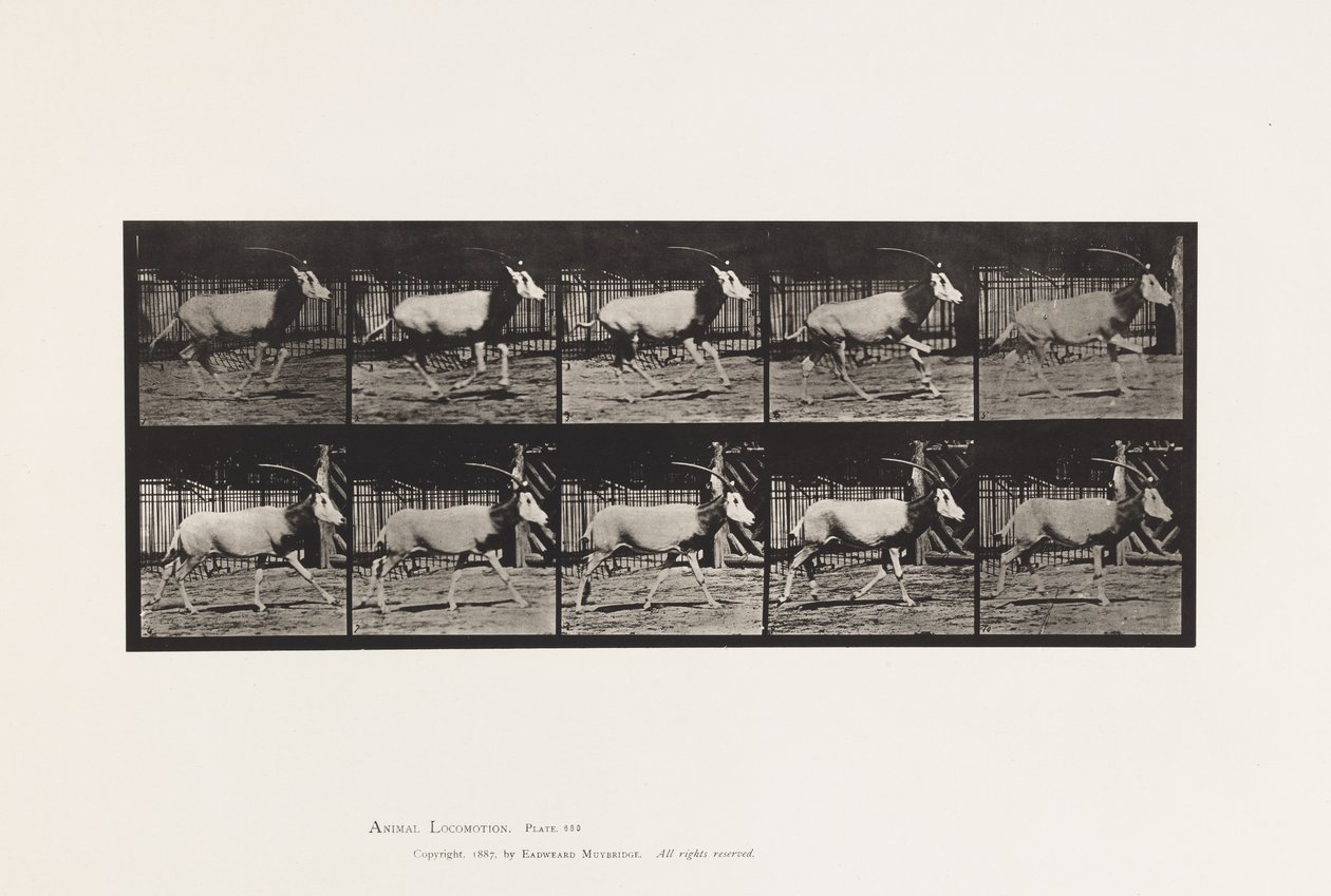 Tavola 680. Orice; Galoppo da Eadweard Muybridge