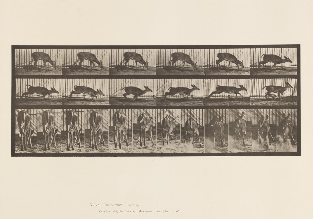 Tavola 681. Cervo della Virginia; (Senza Corna) Cervo Camminando da Eadweard Muybridge