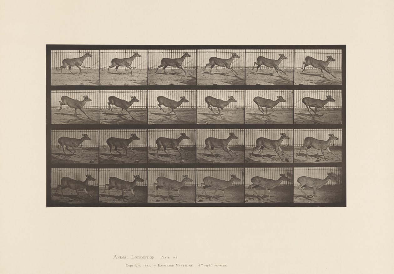 Piastra 683. Cervo della Virginia; (senza corna); maschio; al galoppo da Eadweard Muybridge