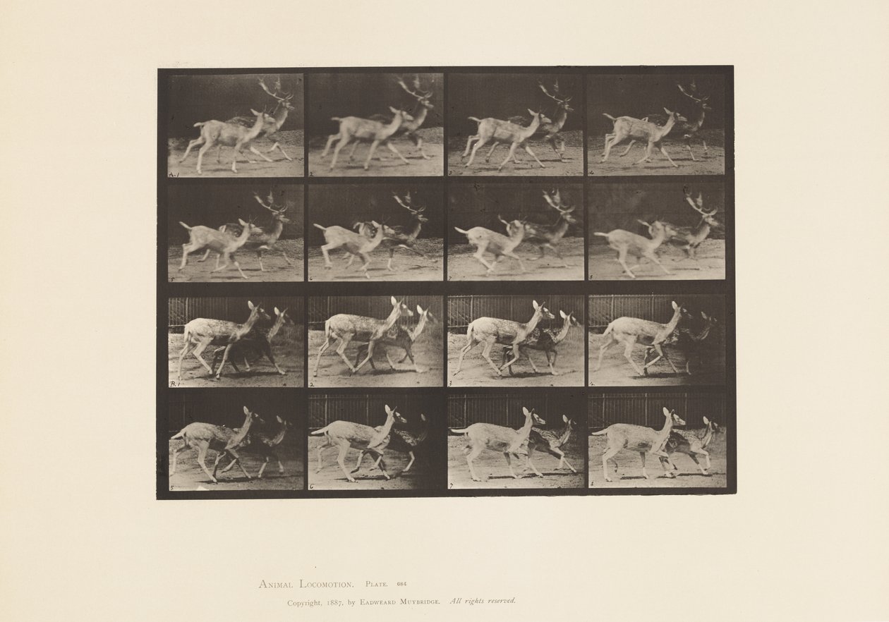 Piastra 684. Daino; A, maschio e femmina; B, due femmine; al trotto da Eadweard Muybridge