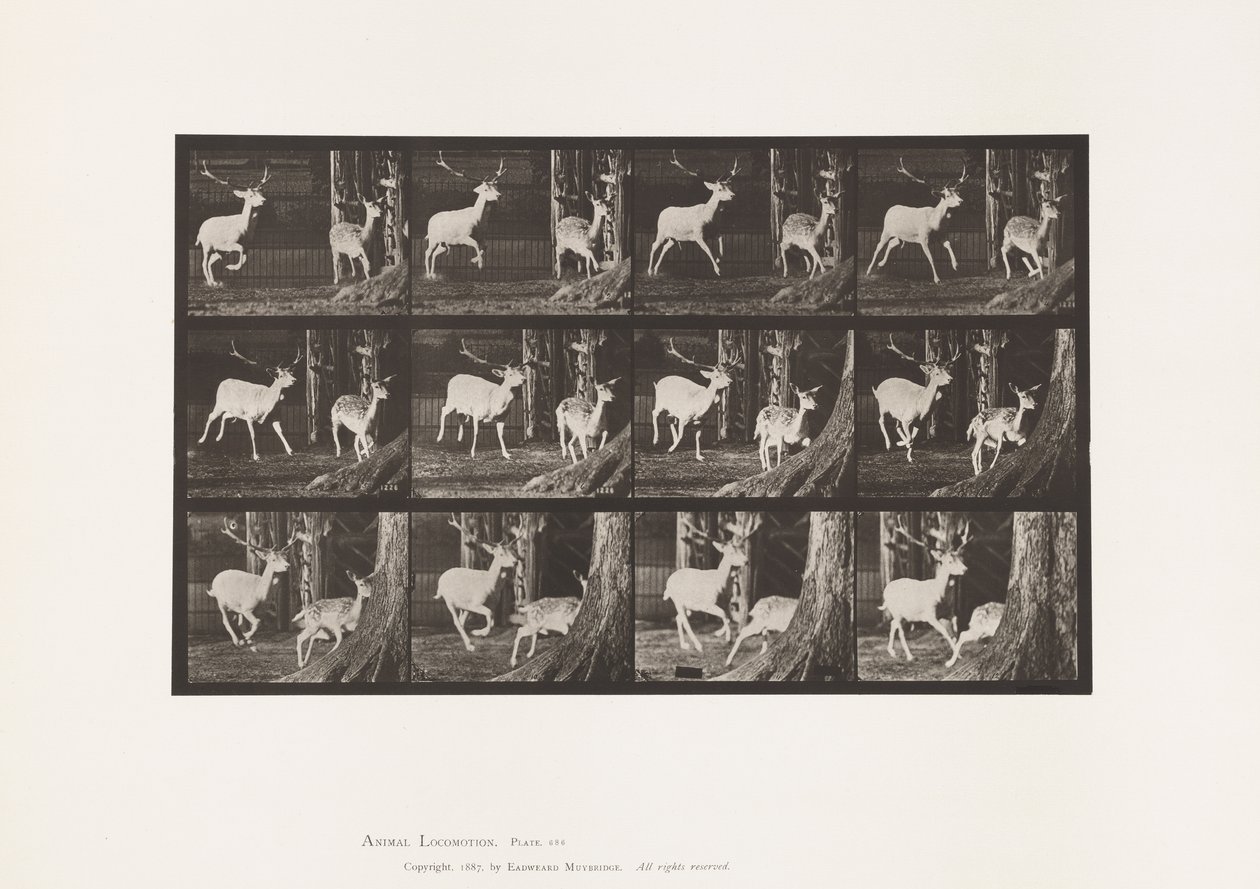 Tavola 686. Daino; Cervo e Daina; Galoppo da Eadweard Muybridge