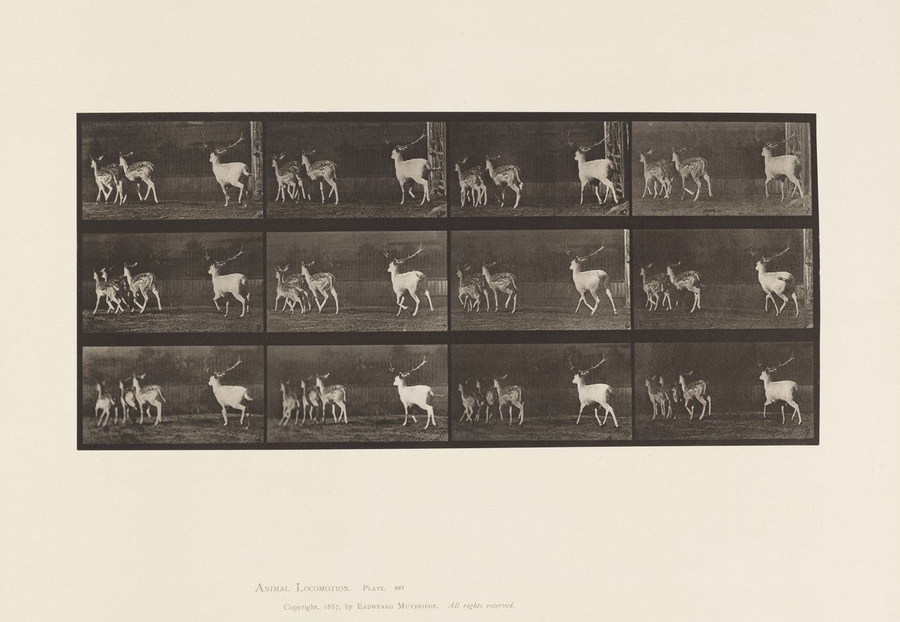 Tavola 687. Daino; Cervo e Gruppo di Daini; Galoppo da Eadweard Muybridge