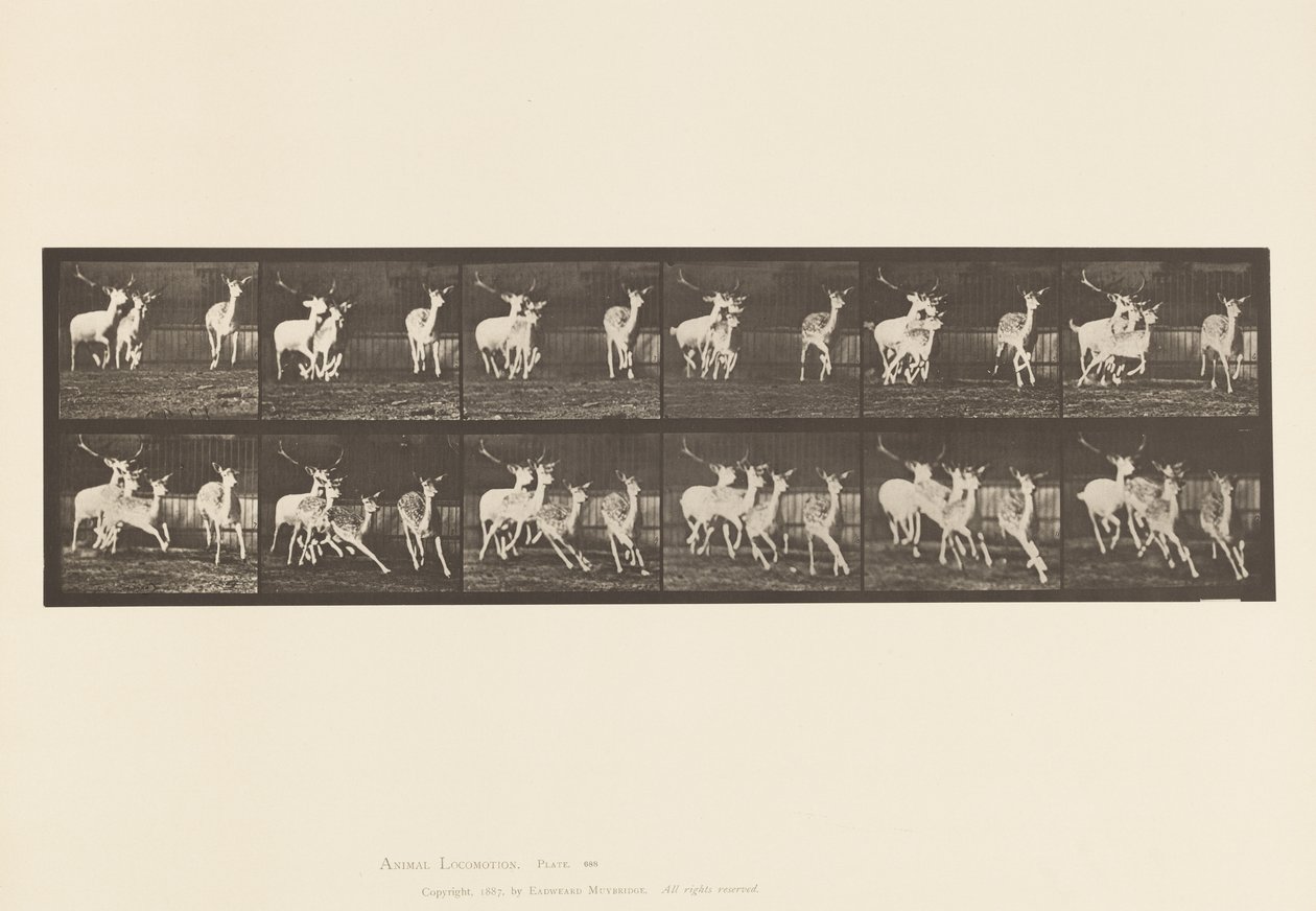 Tavola 688. Daino; Cervo e Gruppo di Cerbiatte; Galoppando da Eadweard Muybridge