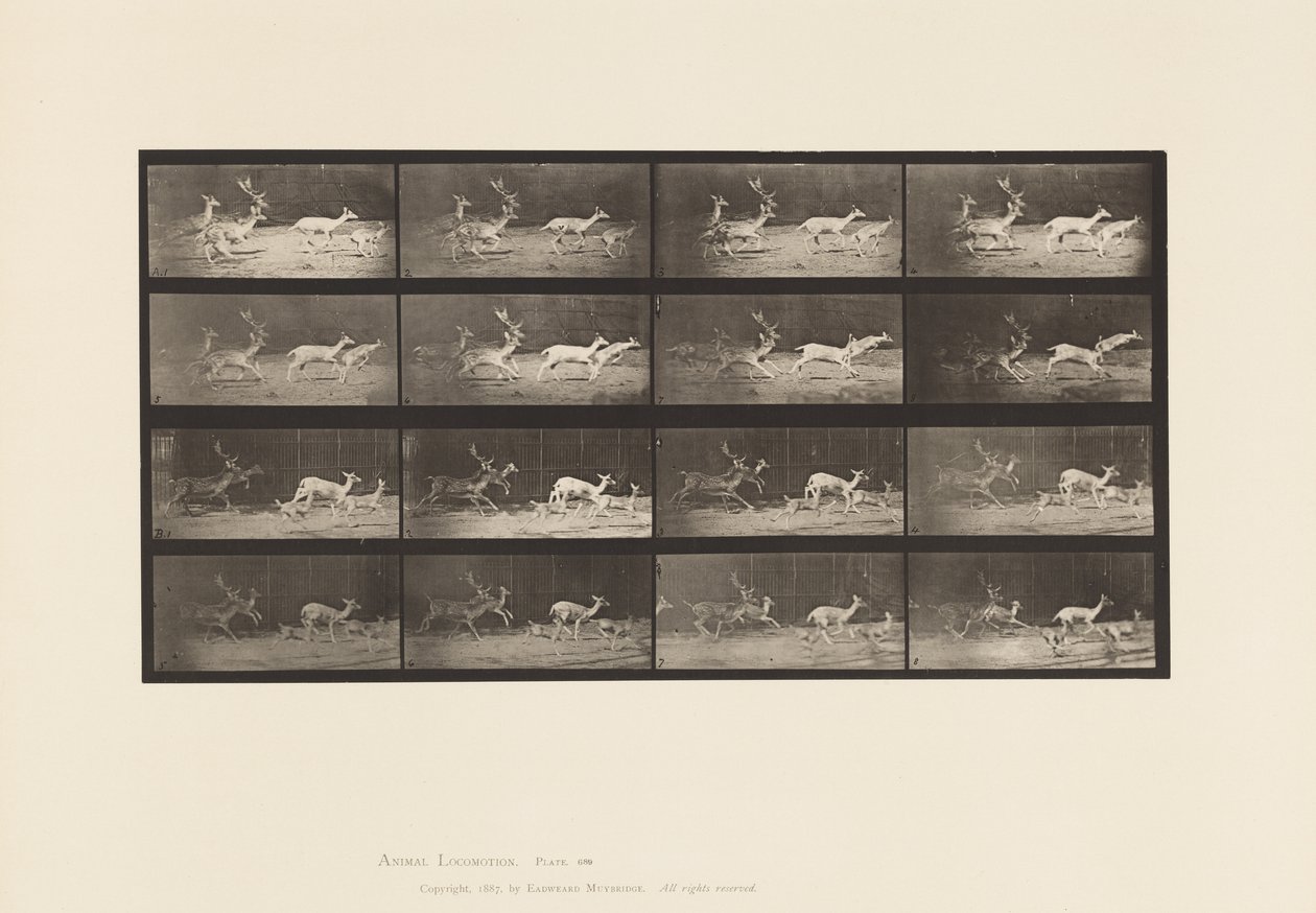Tavola 689. Daino; A, B, Cervo e Gruppo di Cerbiatti; Galoppo da Eadweard Muybridge