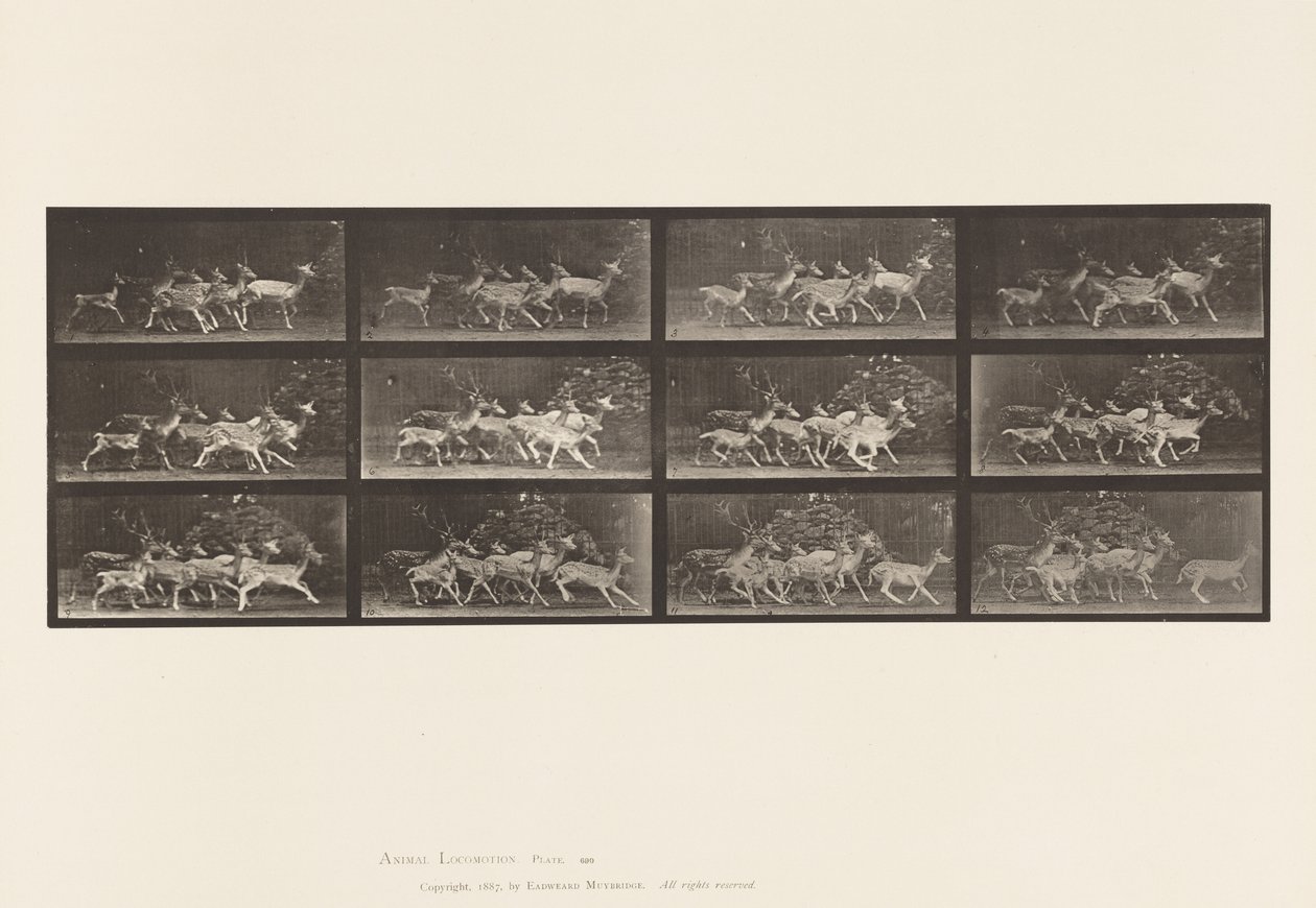 Tavola 690. Daino; Cervo e Gruppo di Daini; Vari Movimenti da Eadweard Muybridge