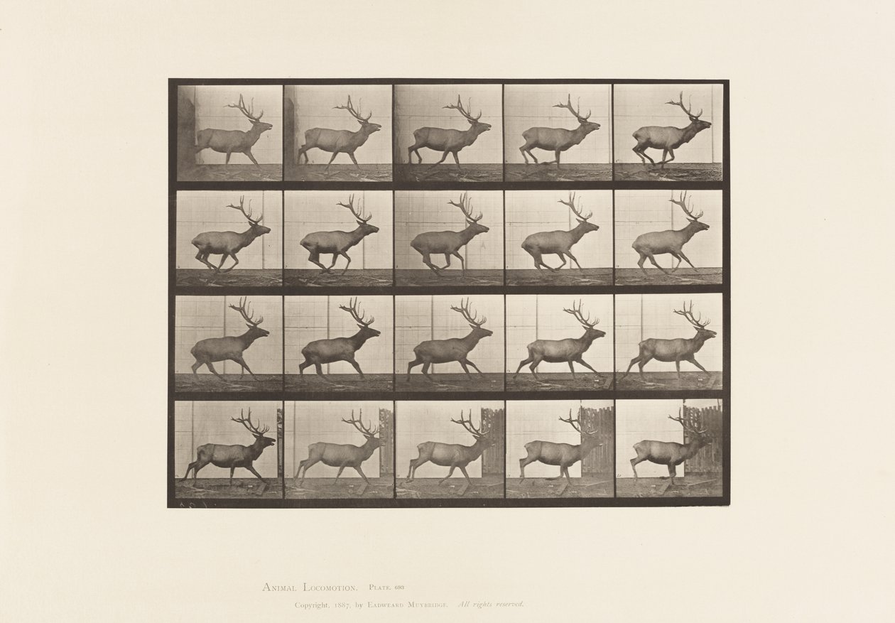 Tavola 693. Alce, Galoppo da Eadweard Muybridge