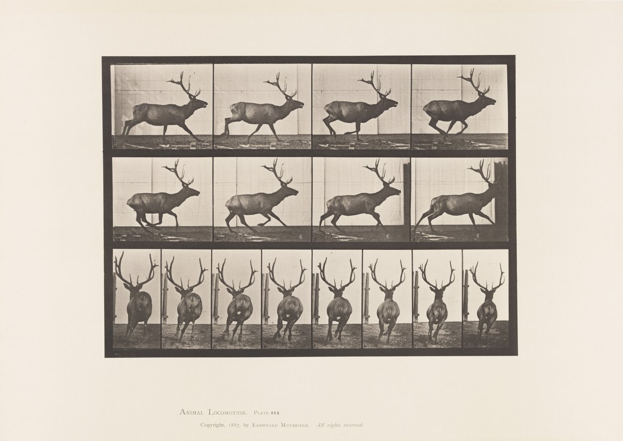 Tavola 695. Alce, Galoppare da Eadweard Muybridge