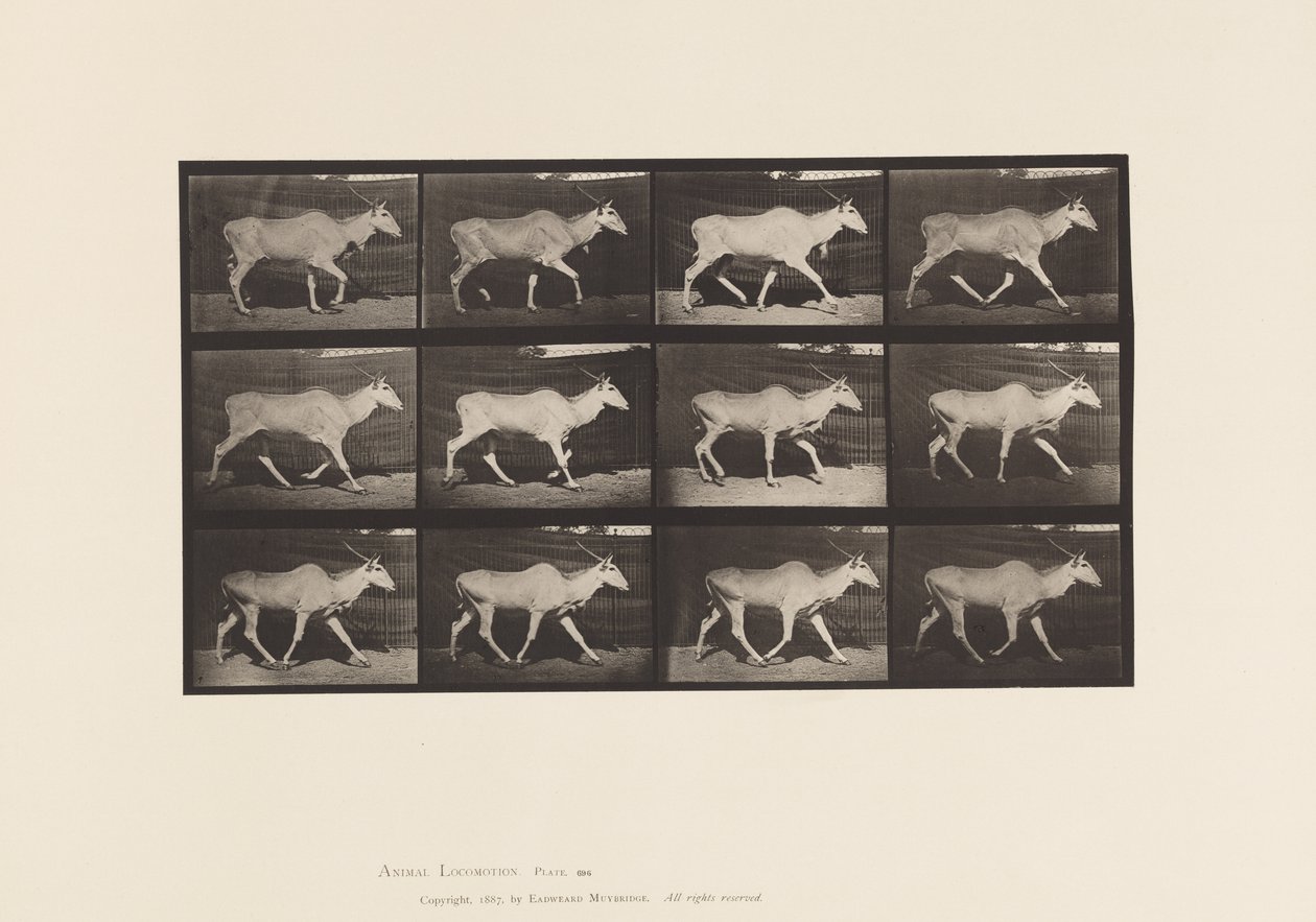 Tavola 696. Eland; Trotto da Eadweard Muybridge