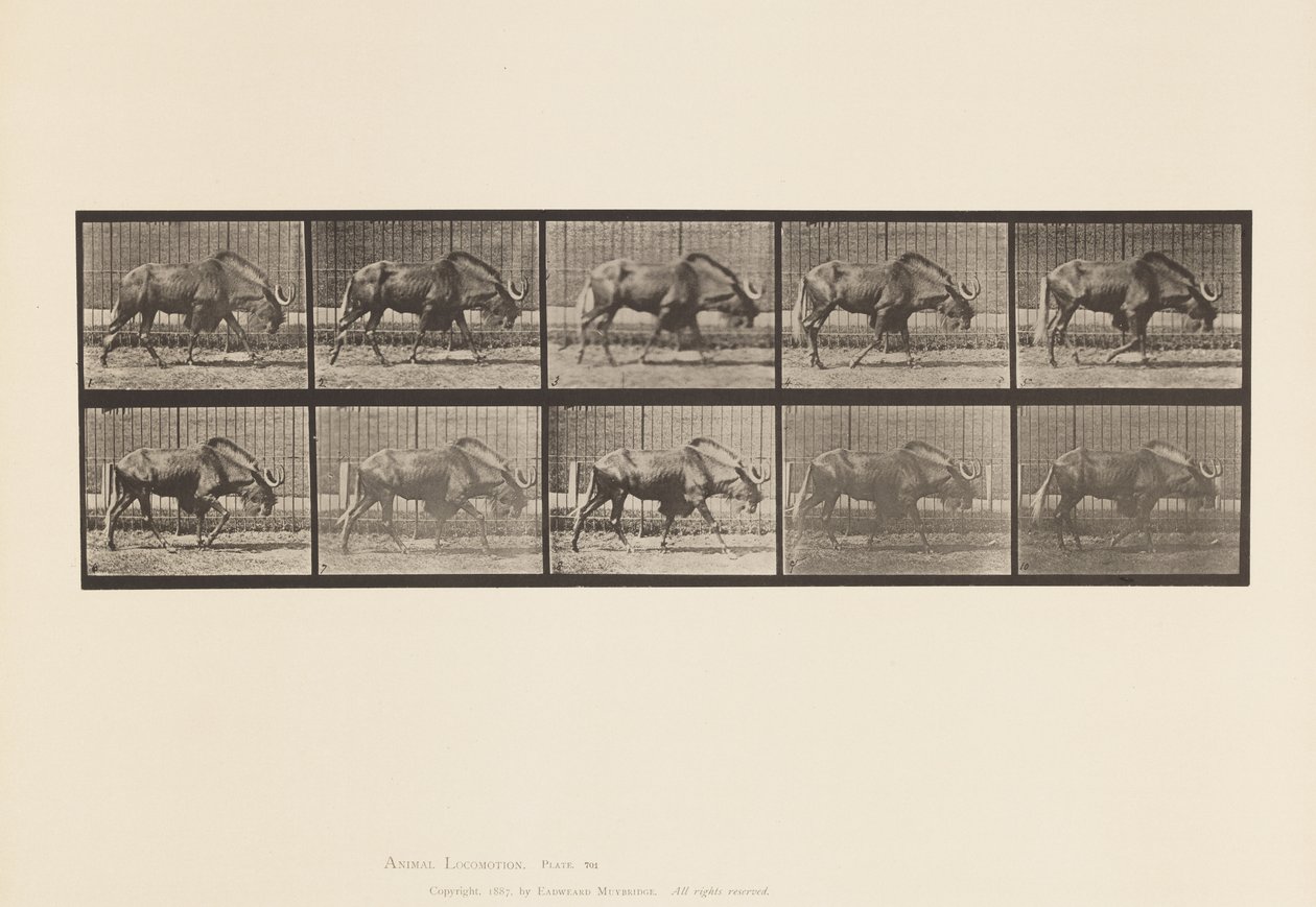 Tavola 701. Gnu; Camminare da Eadweard Muybridge