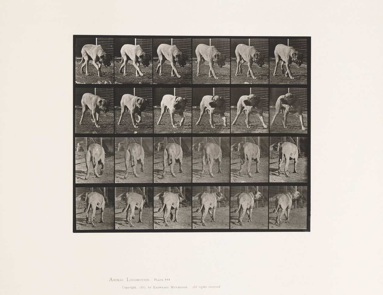 Tavola 703. Cane; Camminata; Mastino Interrotto da Eadweard Muybridge