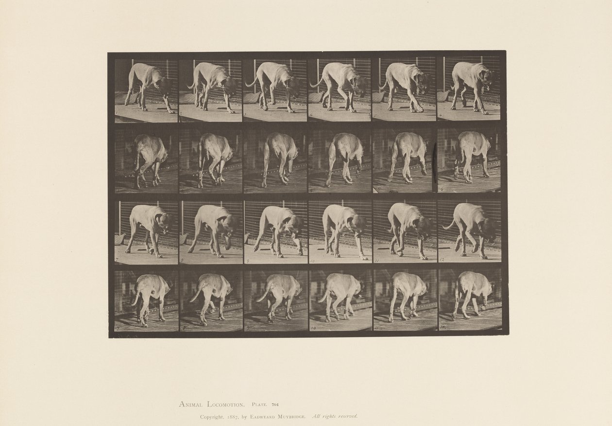 Tavola 704. Cane; Camminata; Mastino da Eadweard Muybridge