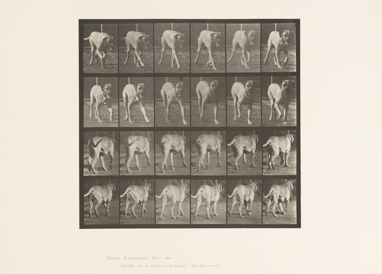 Piastra 705. Cane; Trotto; Mastino da Eadweard Muybridge