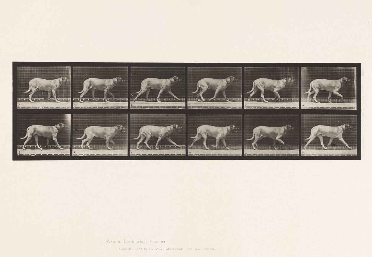 Tavola 706. Cane; Trotto; Mastino da Eadweard Muybridge
