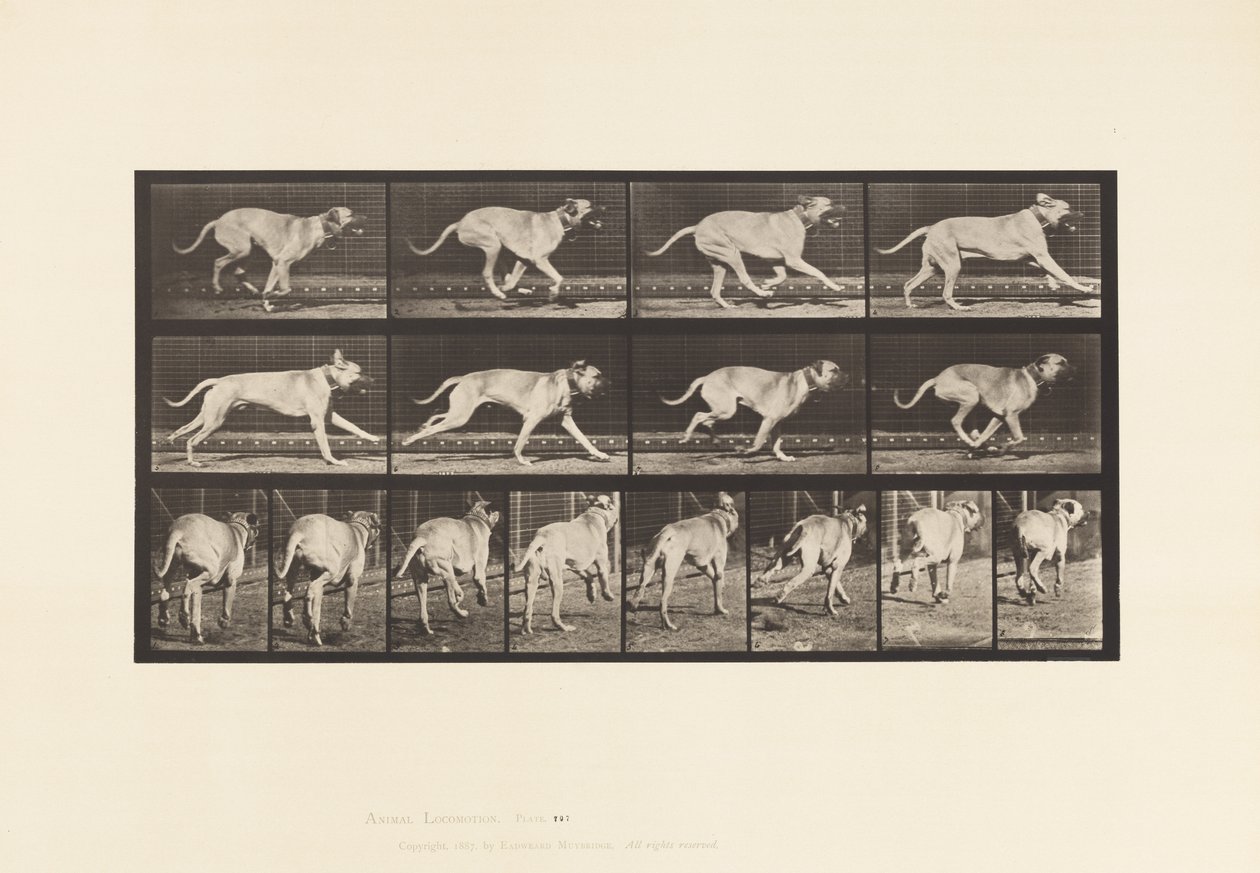 Piastra 707. Cane; Galoppante; Mastino da Eadweard Muybridge