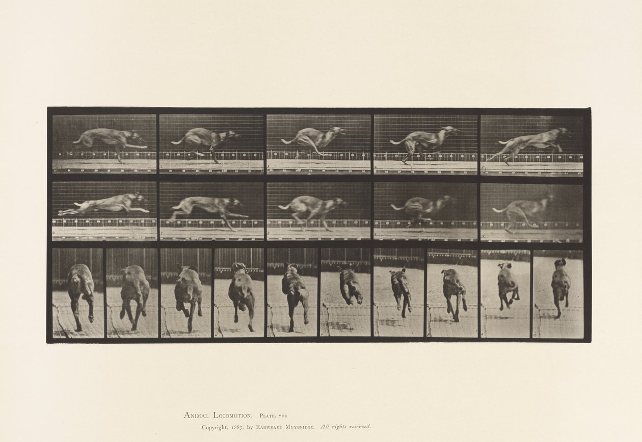 Tavola 708. Cane; Galoppo; Levriero Marrone da Corsa da Eadweard Muybridge