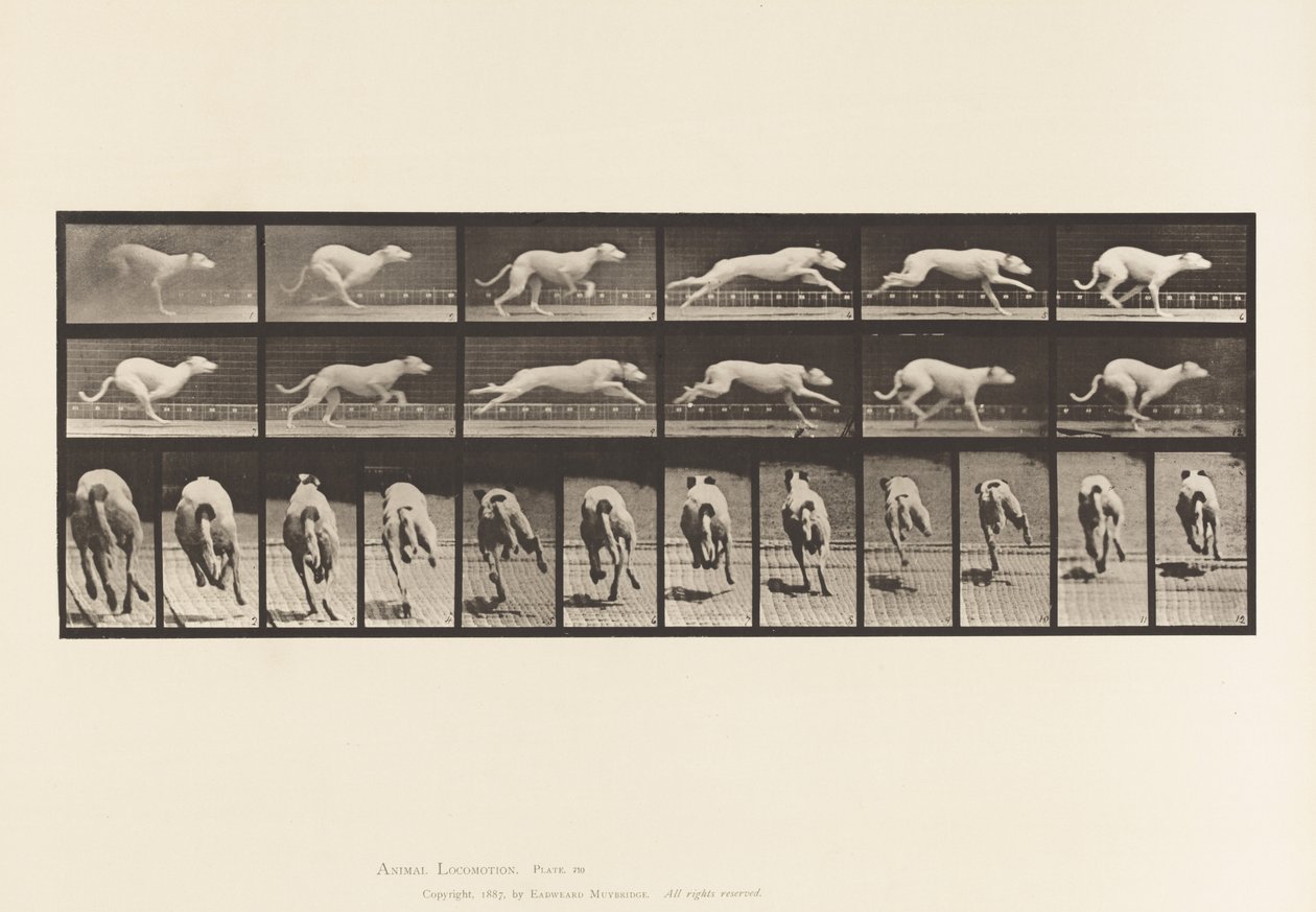 Tavola 710. Cane; Galoppare; Levriero bianco Maggie da Eadweard Muybridge