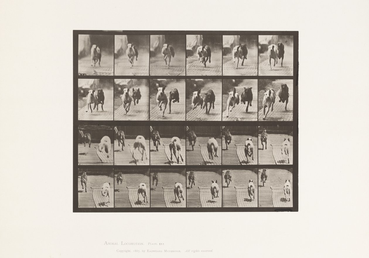 Tavola 711. Cani; Due in Gara; A, B; Levrieri da Corsa, Ike & Maggie da Eadweard Muybridge