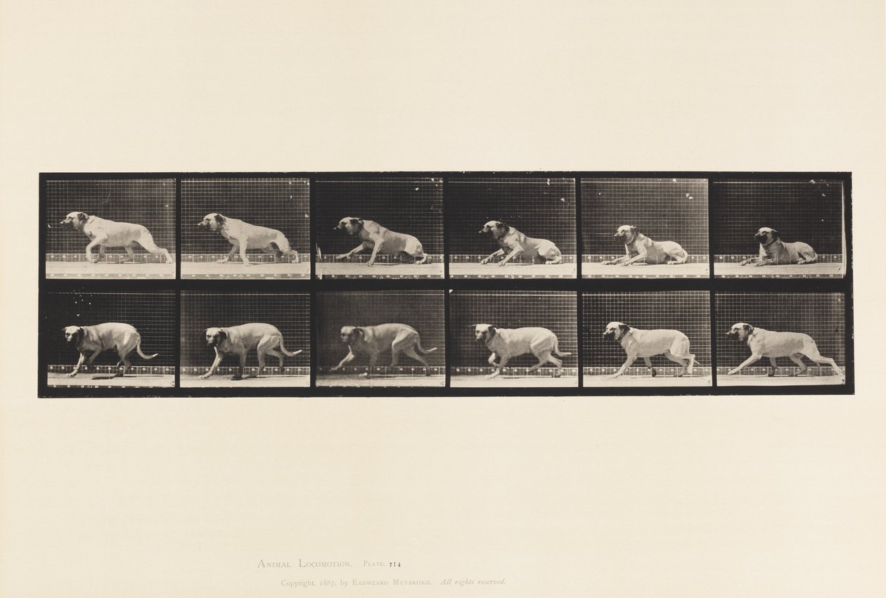 Tavola 714. Cane; Allertato da un Siluro; Mastino-Smith da Eadweard Muybridge